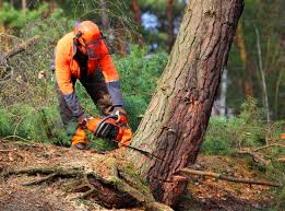 Reliable Lake Andes, SD Tree Removal Services Solutions