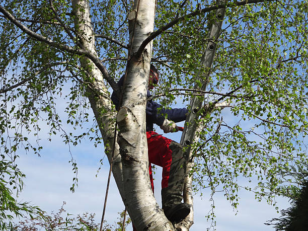 Best Hedge Trimming  in Lake Andes, SD